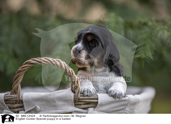 English Cocker Spaniel puppy in a basket / MW-12424