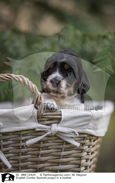 English Cocker Spaniel puppy in a basket / MW-12425