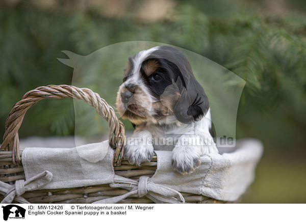 English Cocker Spaniel puppy in a basket / MW-12426