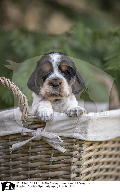 English Cocker Spaniel puppy in a basket / MW-12428