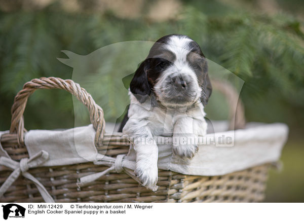 English Cocker Spaniel puppy in a basket / MW-12429