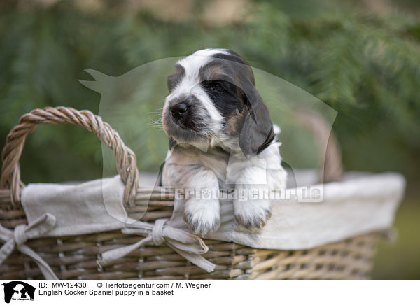 English Cocker Spaniel puppy in a basket / MW-12430