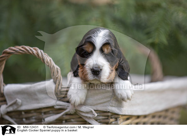 English Cocker Spaniel puppy in a basket / MW-12431