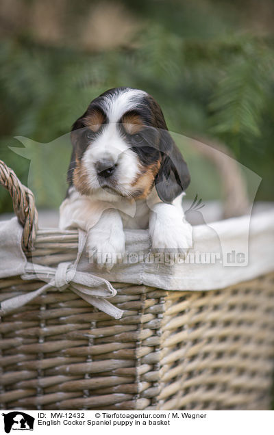 English Cocker Spaniel puppy in a basket / MW-12432