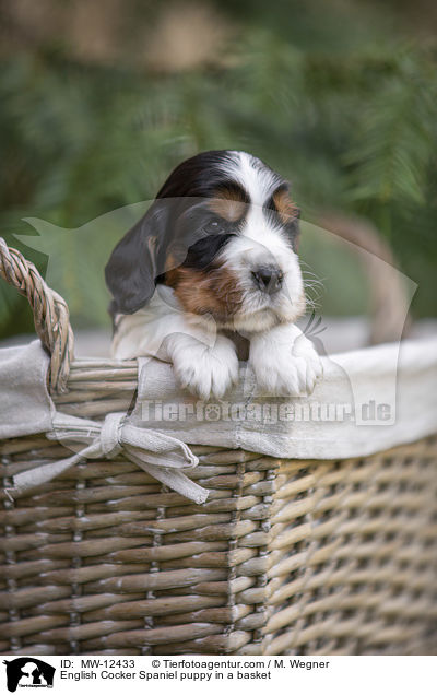 English Cocker Spaniel puppy in a basket / MW-12433