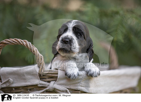 English Cocker Spaniel puppy in a basket / MW-12435
