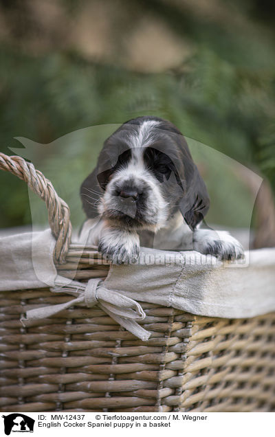 English Cocker Spaniel puppy in a basket / MW-12437