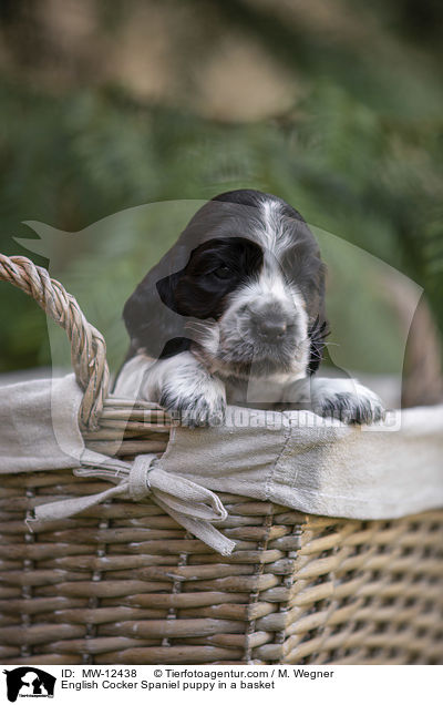 English Cocker Spaniel puppy in a basket / MW-12438