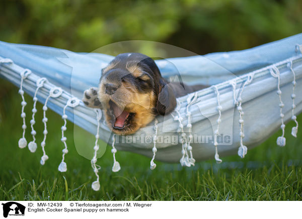 English Cocker Spaniel puppy on hammock / MW-12439