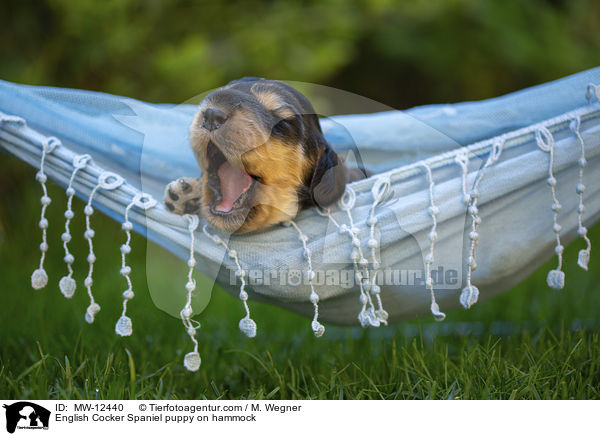English Cocker Spaniel puppy on hammock / MW-12440