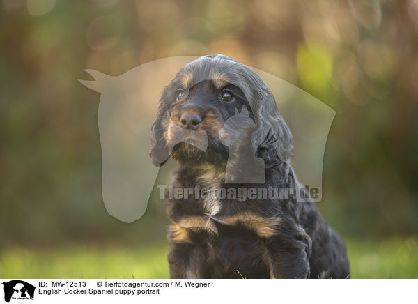 English Cocker Spaniel puppy portrait / MW-12513