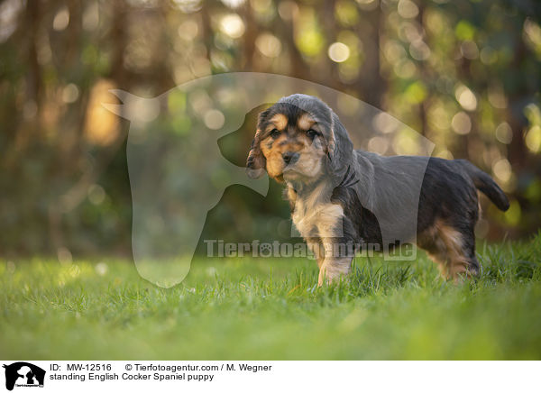 standing English Cocker Spaniel puppy / MW-12516