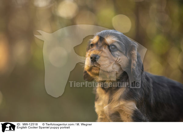 English Cocker Spaniel puppy portrait / MW-12518