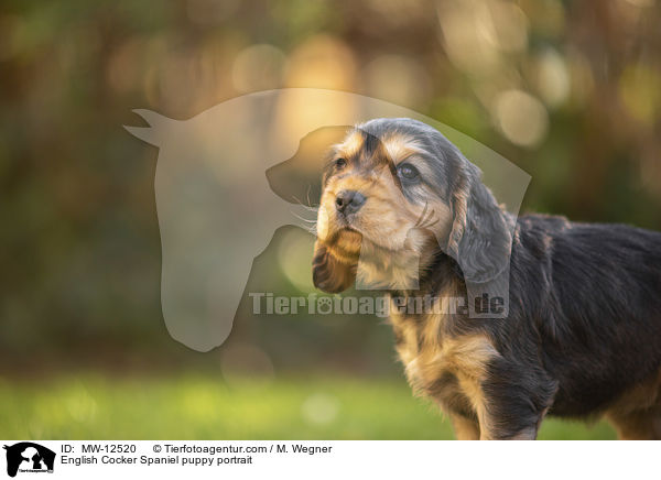 English Cocker Spaniel puppy portrait / MW-12520