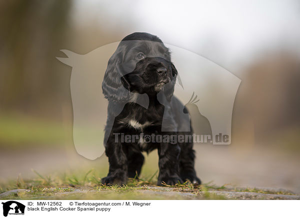 black English Cocker Spaniel puppy / MW-12562