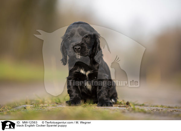 black English Cocker Spaniel puppy / MW-12563