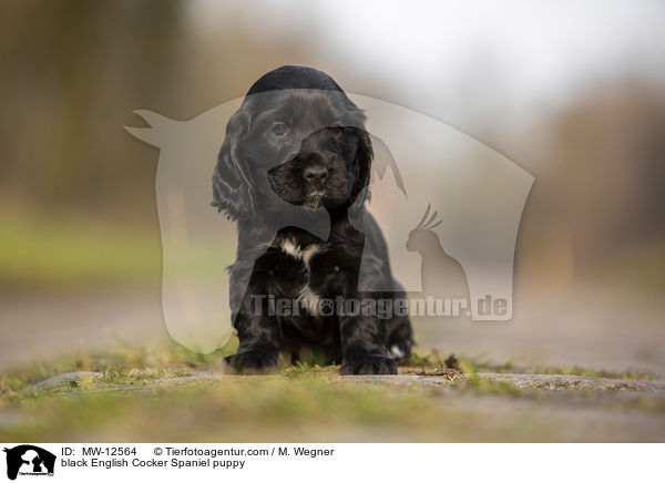 black English Cocker Spaniel puppy / MW-12564