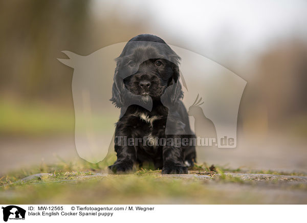 black English Cocker Spaniel puppy / MW-12565