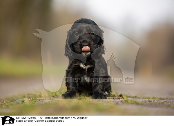 black English Cocker Spaniel puppy / MW-12566