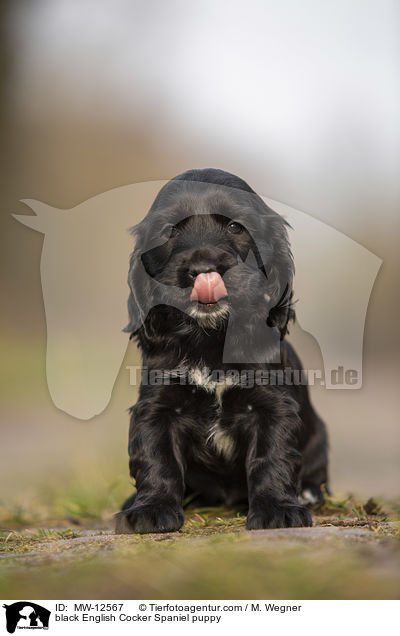 black English Cocker Spaniel puppy / MW-12567