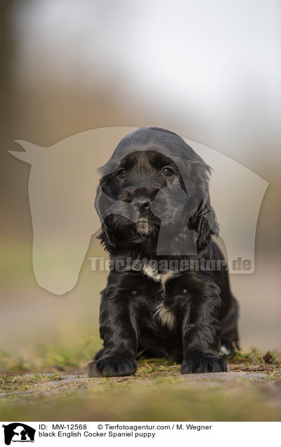 black English Cocker Spaniel puppy / MW-12568