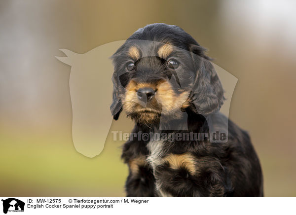 English Cocker Spaniel puppy portrait / MW-12575