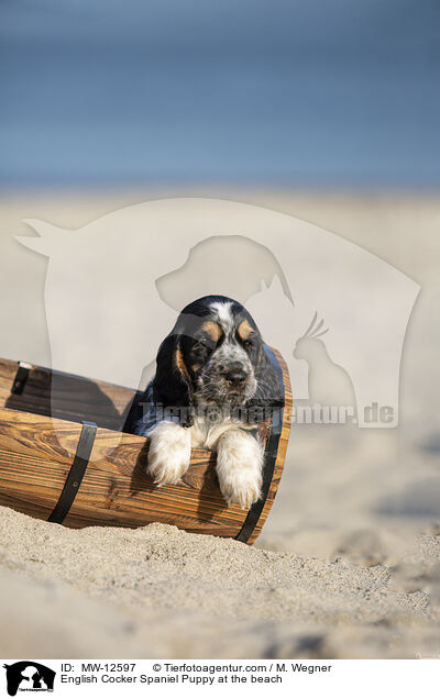 English Cocker Spaniel Puppy at the beach / MW-12597