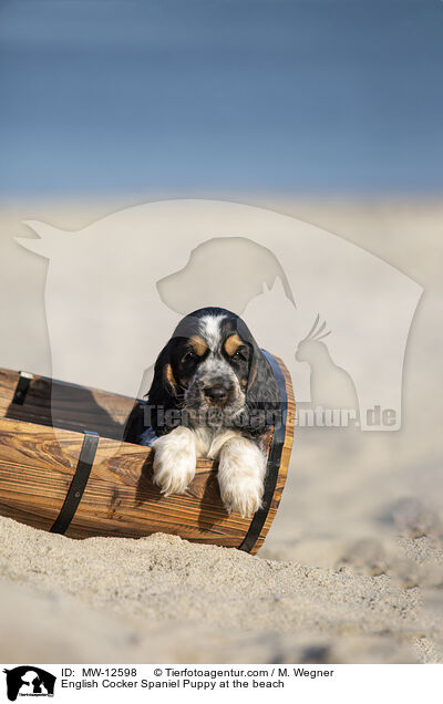 English Cocker Spaniel Welpe am Strand / English Cocker Spaniel Puppy at the beach / MW-12598