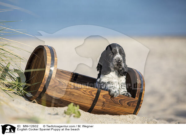 English Cocker Spaniel Puppy at the beach / MW-12602