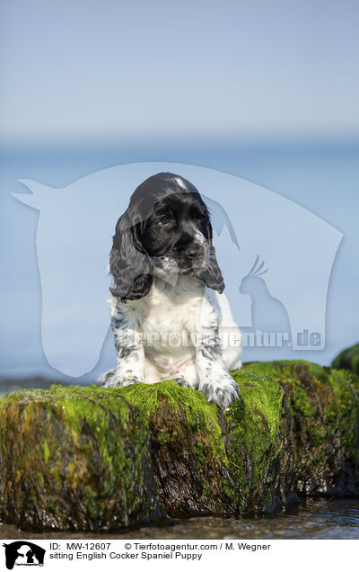 sitting English Cocker Spaniel Puppy / MW-12607