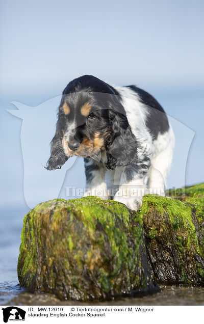 stehender English Cocker Spaniel / standing English Cocker Spaniel / MW-12610