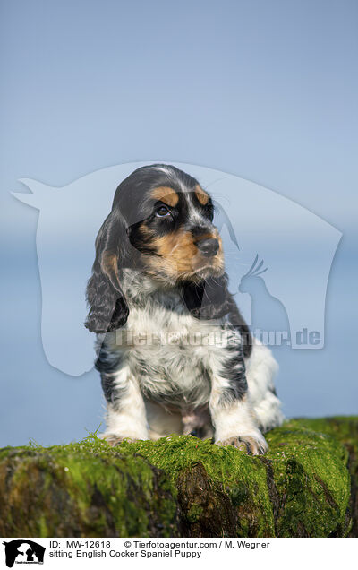 sitting English Cocker Spaniel Puppy / MW-12618