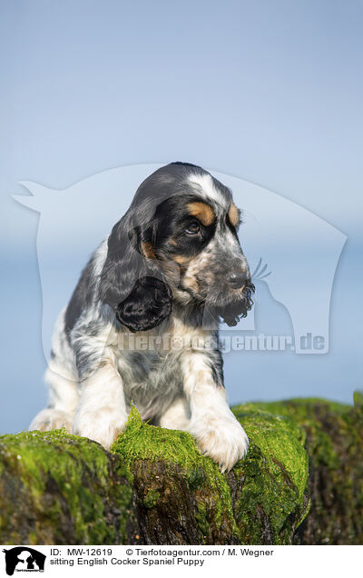 sitzender English Cocker Spaniel Welpe / sitting English Cocker Spaniel Puppy / MW-12619