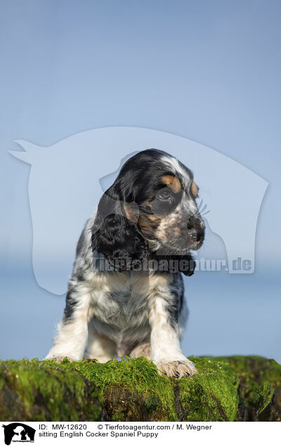 sitzender English Cocker Spaniel Welpe / sitting English Cocker Spaniel Puppy / MW-12620