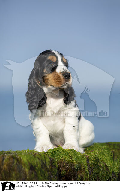 sitzender English Cocker Spaniel Welpe / sitting English Cocker Spaniel Puppy / MW-12623