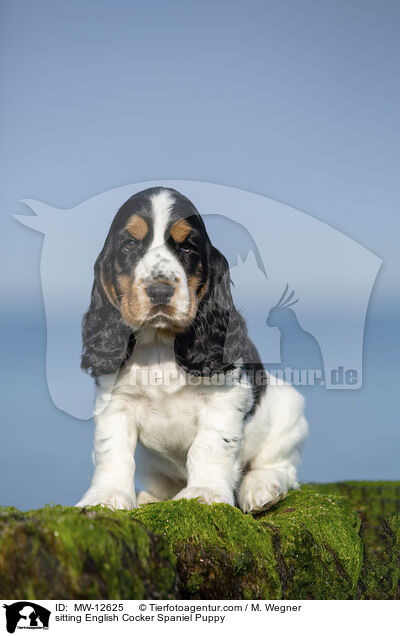 sitzender English Cocker Spaniel Welpe / sitting English Cocker Spaniel Puppy / MW-12625