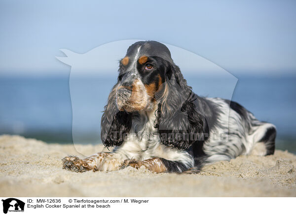 English Cocker Spaniel at the beach / MW-12636