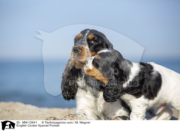 English Cocker Spaniel Portrait / English Cocker Spaniel Portrait / MW-12641