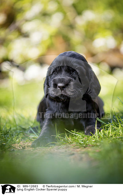 lying English Cocker Spaniel puppy / MW-12683