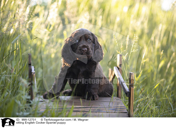 sitzender English Cocker Spaniel Welpe / sitting English Cocker Spaniel puppy / MW-12701