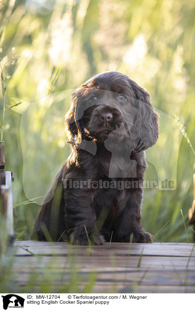 sitzender English Cocker Spaniel Welpe / sitting English Cocker Spaniel puppy / MW-12704