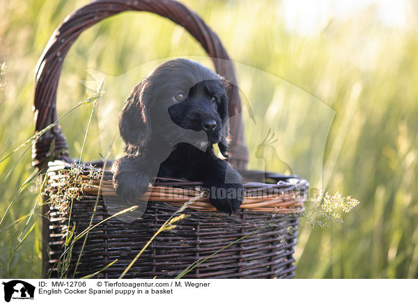 English Cocker Spaniel Welpe im Krbchen / English Cocker Spaniel puppy in a basket / MW-12706