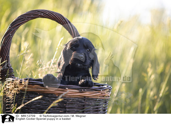 English Cocker Spaniel puppy in a basket / MW-12709