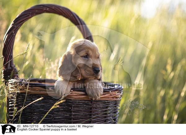 English Cocker Spaniel Welpe im Krbchen / English Cocker Spaniel puppy in a basket / MW-12710