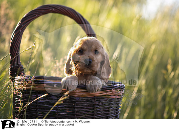 English Cocker Spaniel puppy in a basket / MW-12711