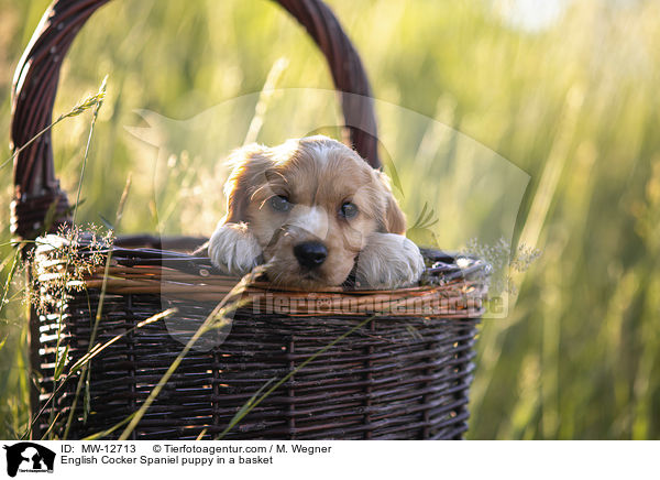 English Cocker Spaniel Welpe im Krbchen / English Cocker Spaniel puppy in a basket / MW-12713