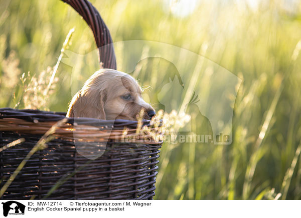 English Cocker Spaniel puppy in a basket / MW-12714