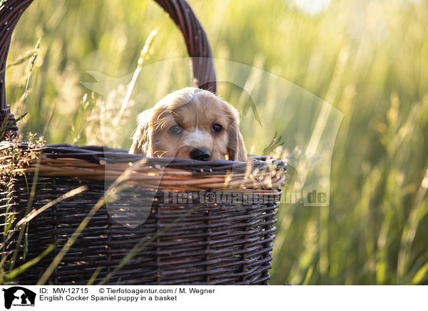 English Cocker Spaniel Welpe im Krbchen / English Cocker Spaniel puppy in a basket / MW-12715