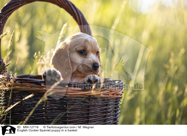 English Cocker Spaniel puppy in a basket / MW-12716
