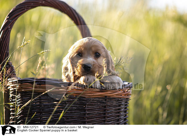 English Cocker Spaniel puppy in a basket / MW-12721
